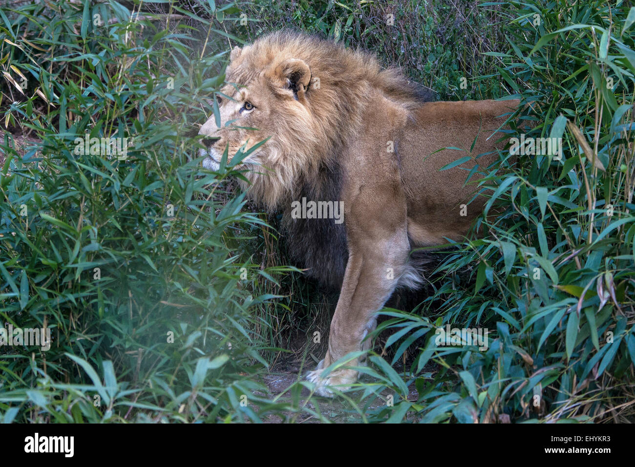 León, Panthera leo, macho, animal Foto de stock