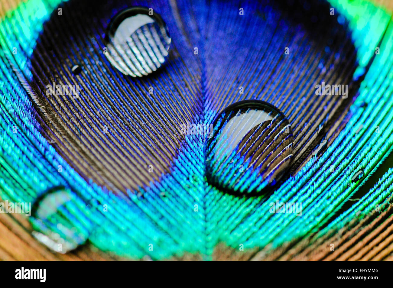Disparo Macro de gotas de agua sobre una pluma de pavo real Foto de stock