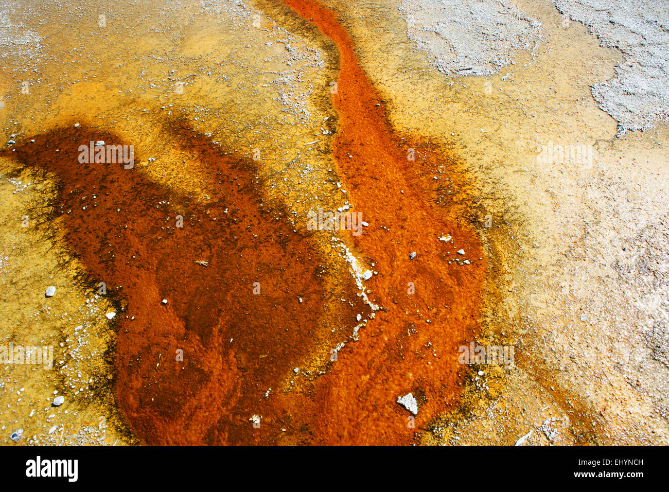 Colchoneta bacteriana, Grand Prismatic Spring, Parque Nacional Yellowstone, Wyoming, Estados Unidos Foto de stock