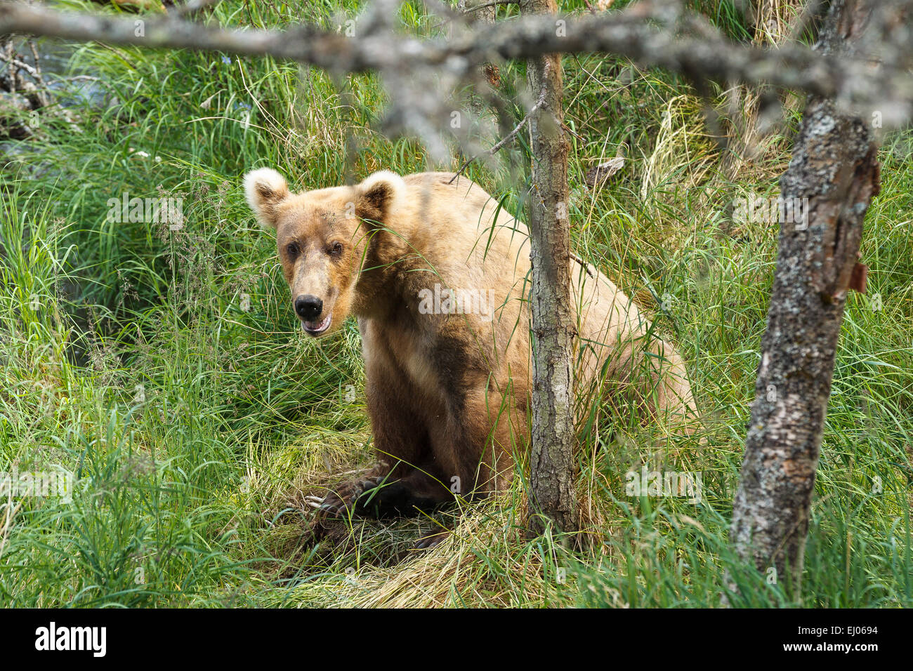 Un oso pardo cerca de la orilla del río Brooks en el Parque Nacional de Katmai, Alaska, Estados Unidos de América. Foto de stock