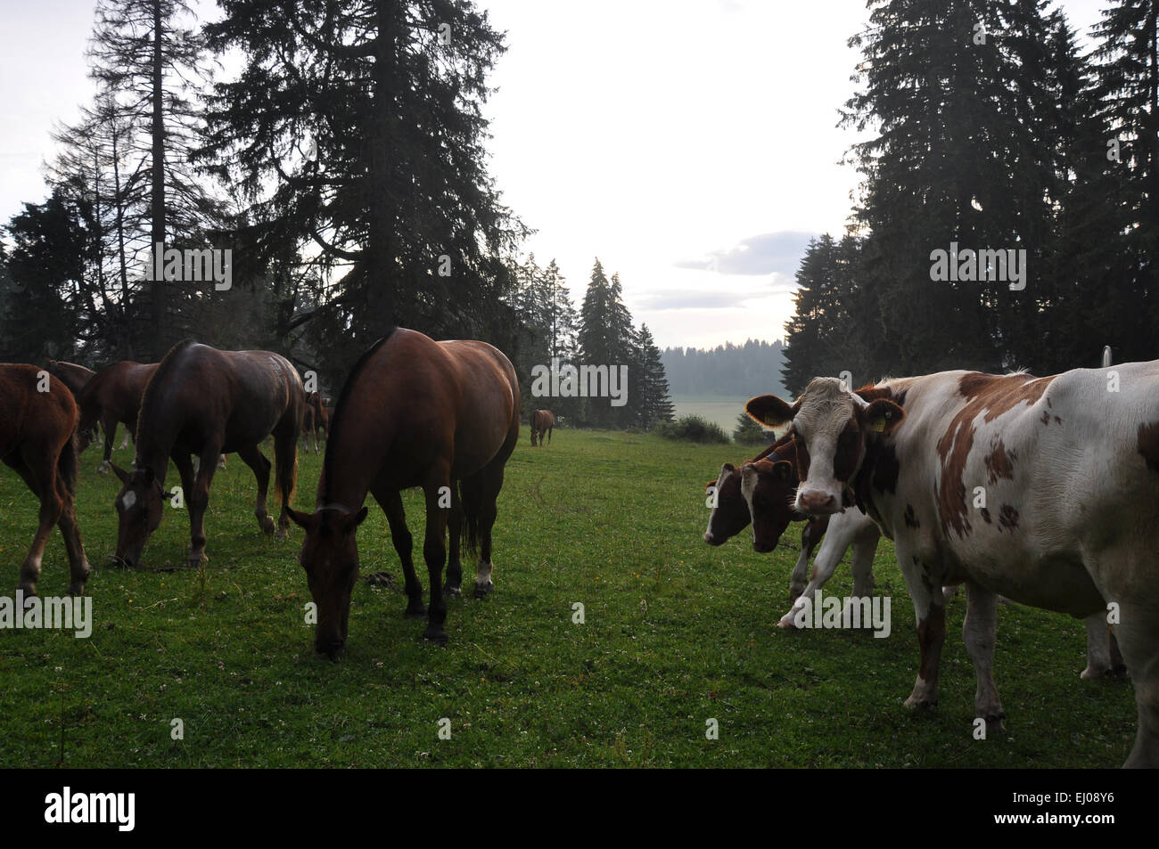 Suiza, Europa, Jura, Freiberge, Franches Montagnes, pastos, sauce, caballos, ganado, vacas Foto de stock