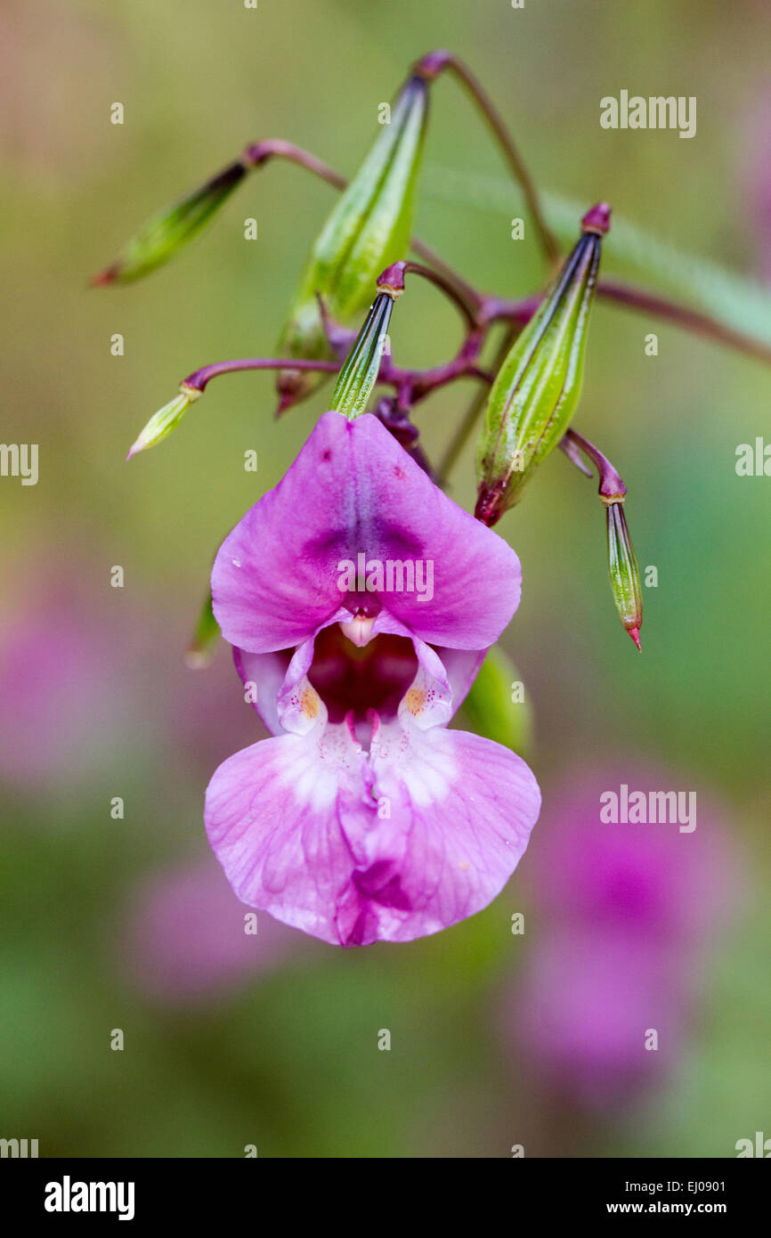 Bee, flores, miel, Impatiens glandulifera, planta, Casco del policía, Suiza, violeta, naturaleza Foto de stock