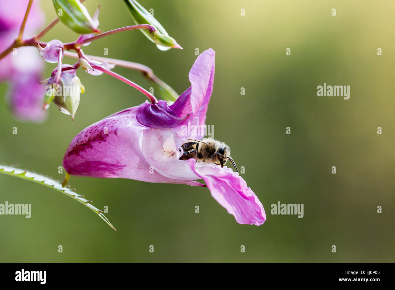 Bee, flores, miel, Impatiens glandulifera, planta, Casco del policía, Suiza, violeta, naturaleza Foto de stock