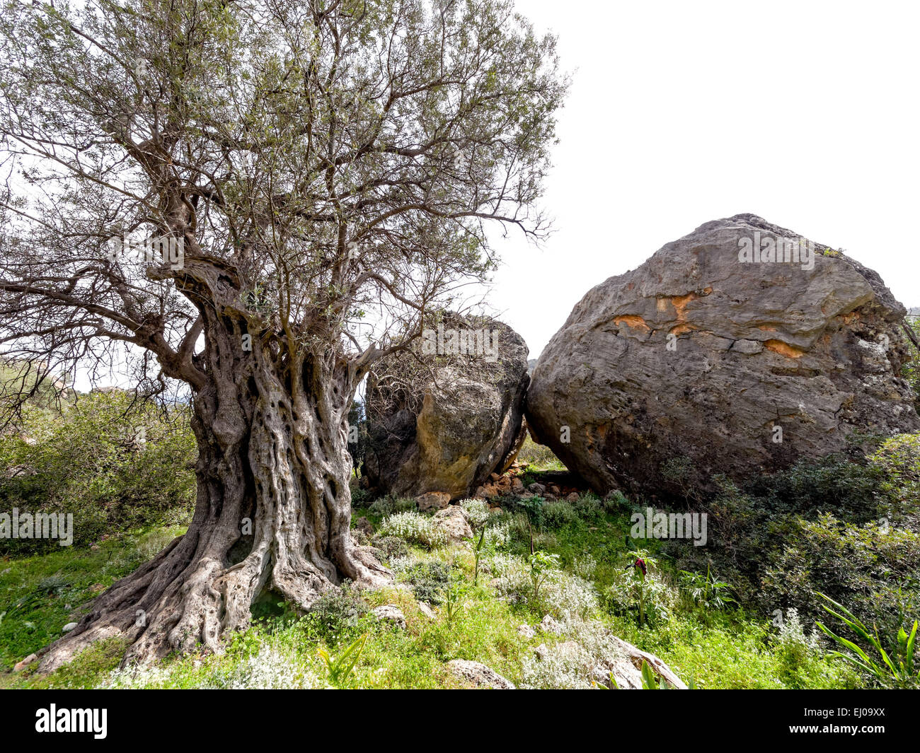 La antigua madera, árbol, Boulder, Grecia, Creta, paisaje, paisaje, Methusalem, Olea europaea, olivo, olivo, tronco, Mediterr Foto de stock