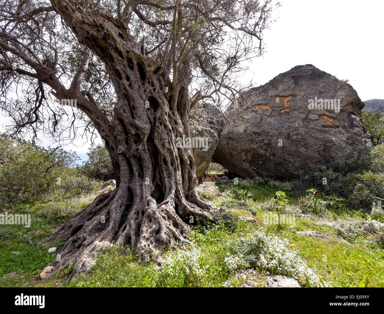 La antigua madera, árbol, Boulder, Grecia, Creta, paisaje, paisaje, Methusalem, Olea europaea, olivo, olivo, tronco, Mediterr Foto de stock