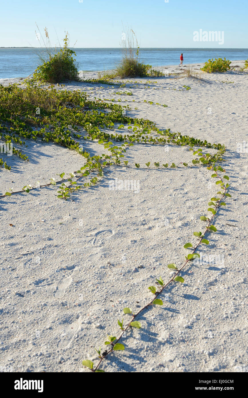 Ee.Uu., Florida, Charlotte y el condado de Lee, la isla Gasparilla, mujer caminando en la playa Foto de stock