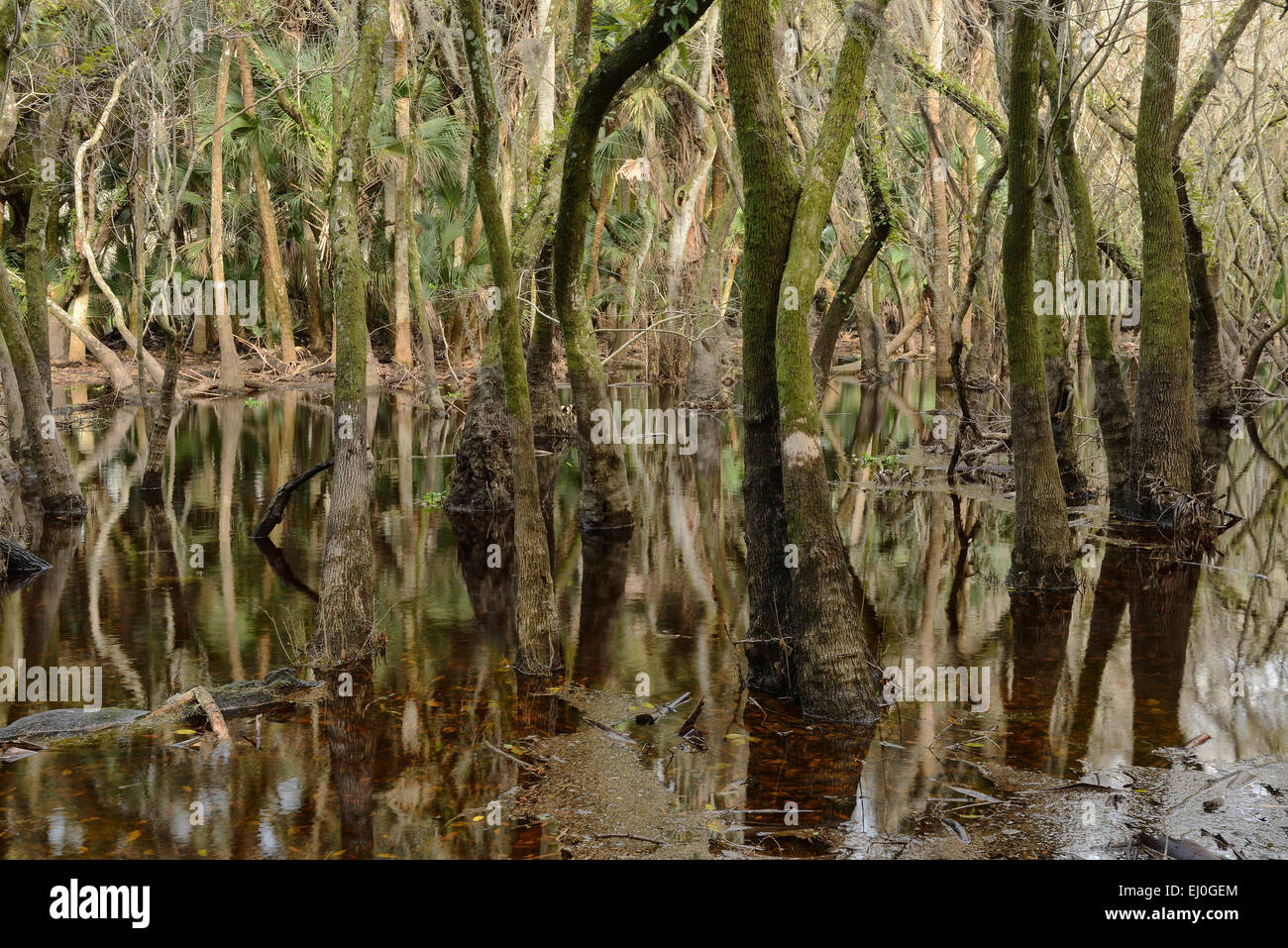 Ee.Uu., Florida, Myakka River State Park, bosques pantanosos Foto de stock
