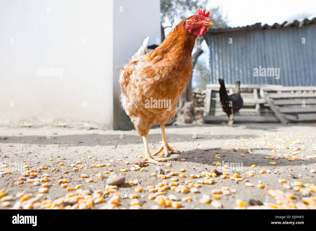 Gallinero doméstico al aire libre donde las gallinas tienen espacio libre para vivir Foto de stock