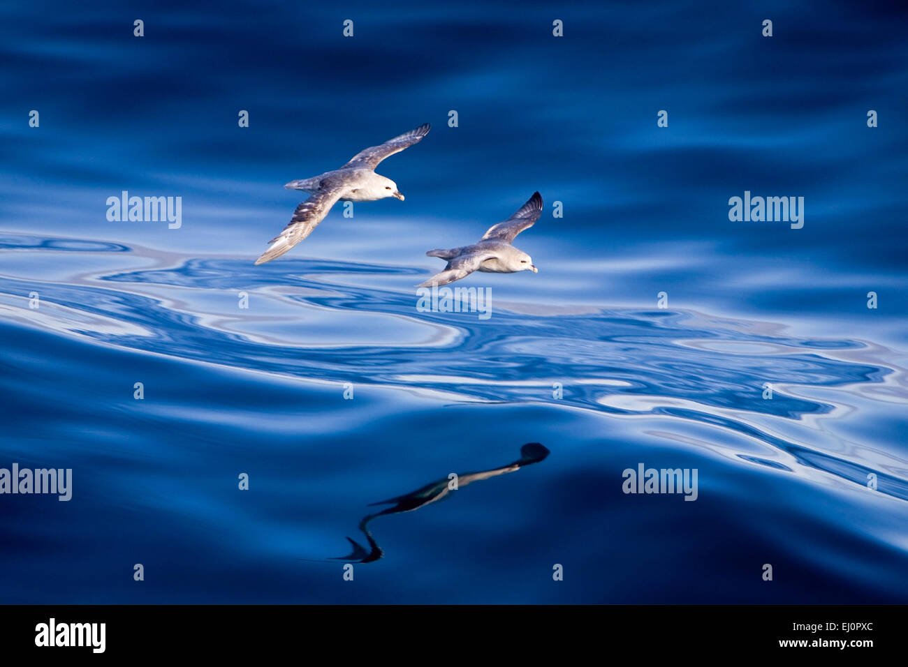 Los fulmares, Glide, Mar del Norte, al norte de Noruega, Noruega, la UE, Europa, 2, par, dos aves marinas, parapente, mar azul, paz, tranquilidad, Foto de stock