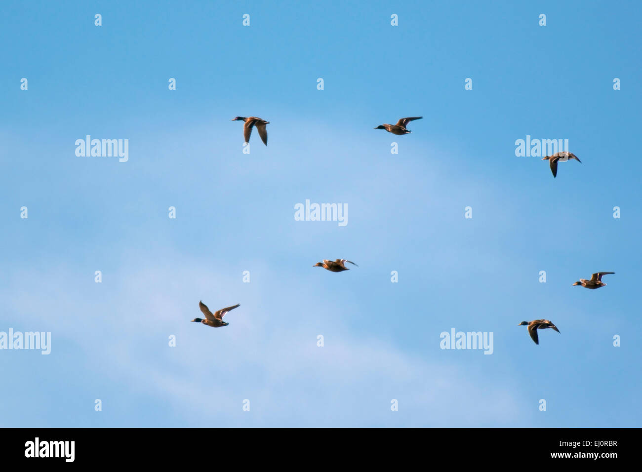 Un grupo de patos volar en un cielo nublado parcialmente en Indiana central. Foto de stock