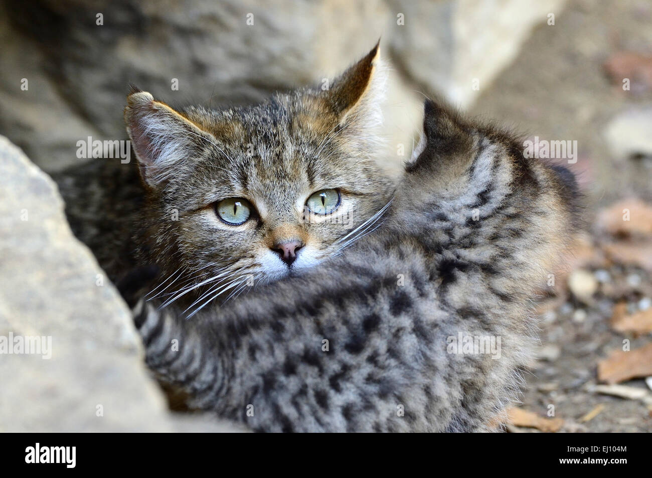 El Wildcat, depredador, pequeño, los gatos, los gatos, los gatos salvajes, Felis silvestris, gatos monteses, rapaces, Alemania Foto de stock