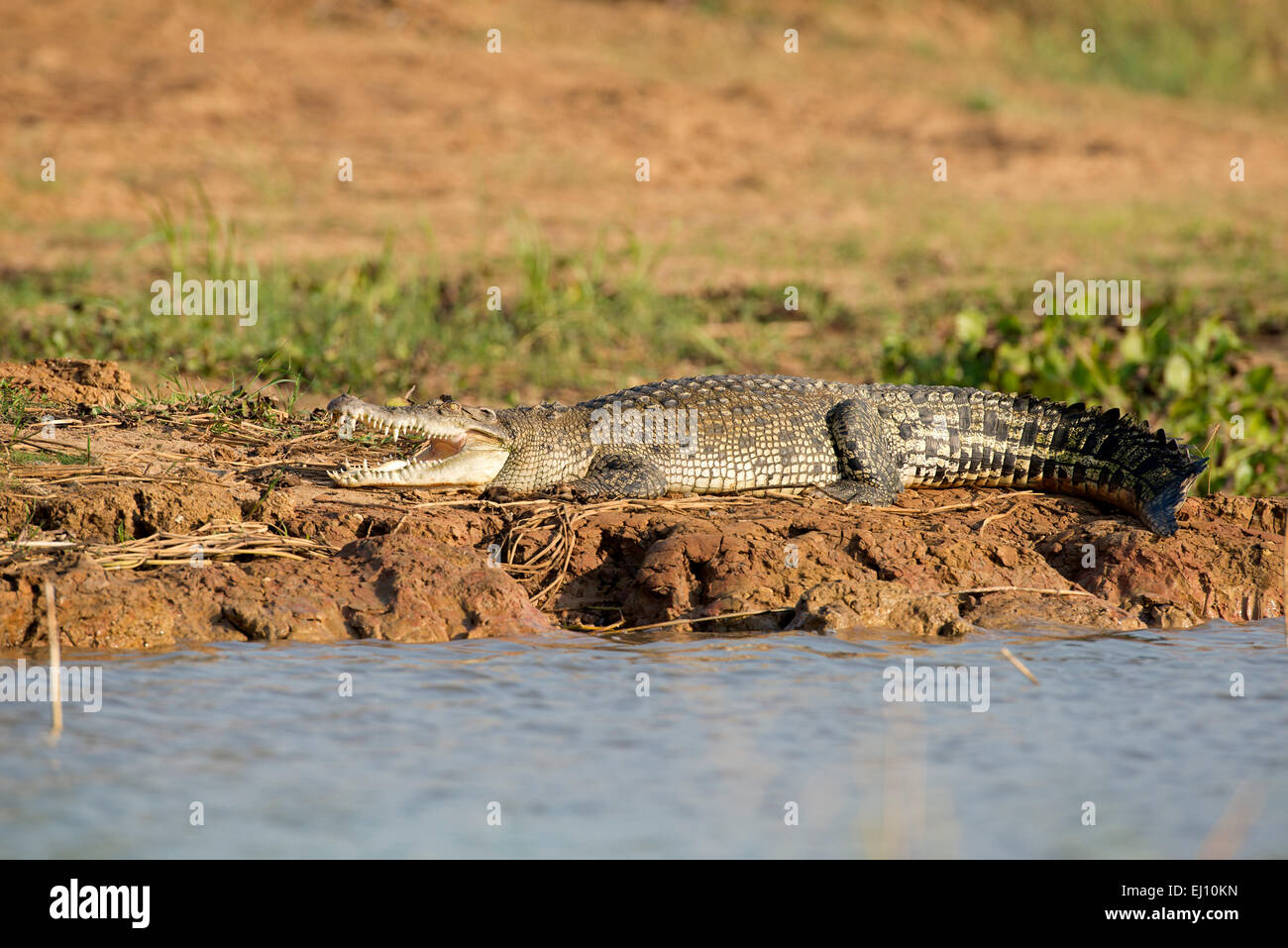 Cocodrilos siameses, Tailandia, cocodrilos, reptiles, Crocodylus siamensis Foto de stock