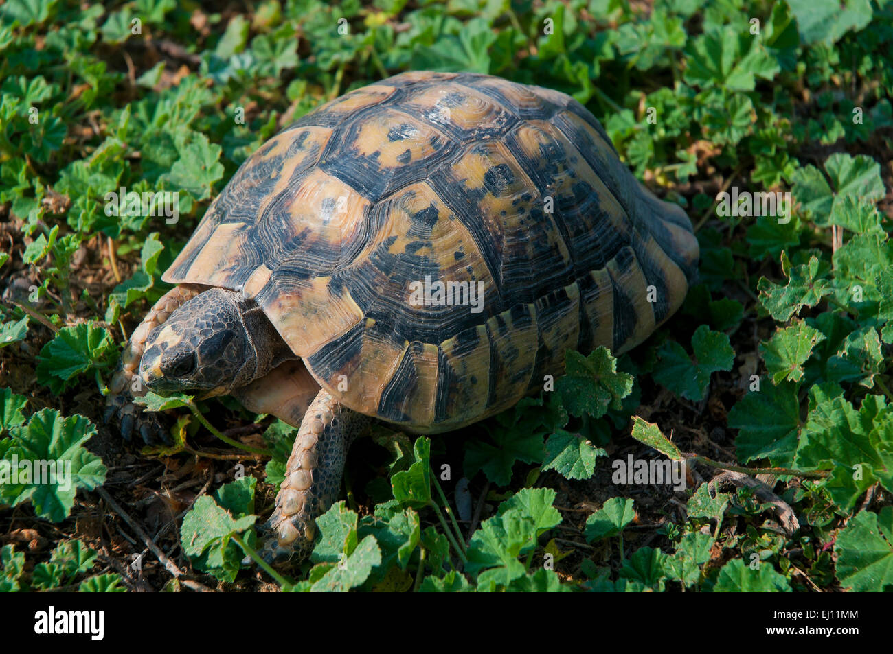 Spur-thighed tortuga o la tortuga griega (Testudo graeca), la región de Andalucía, España, Europa Foto de stock