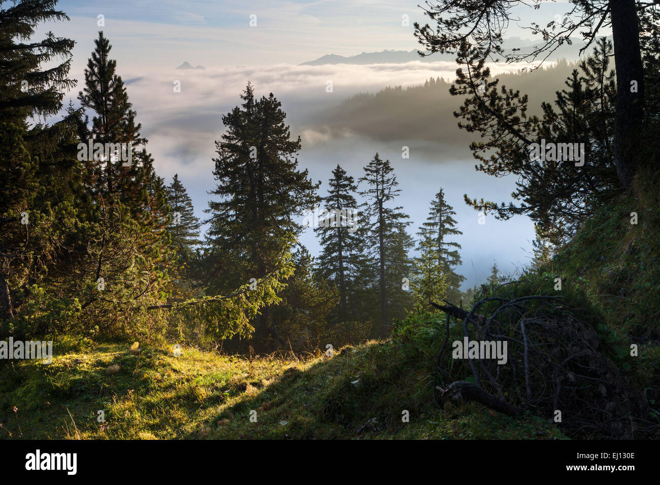 Rorwald, Suiza, Europa, cantón Unterwalden Alto, Glaubenbielen, la madera, el bosque, la niebla, mar de niebla, la nebulosa frontera Foto de stock