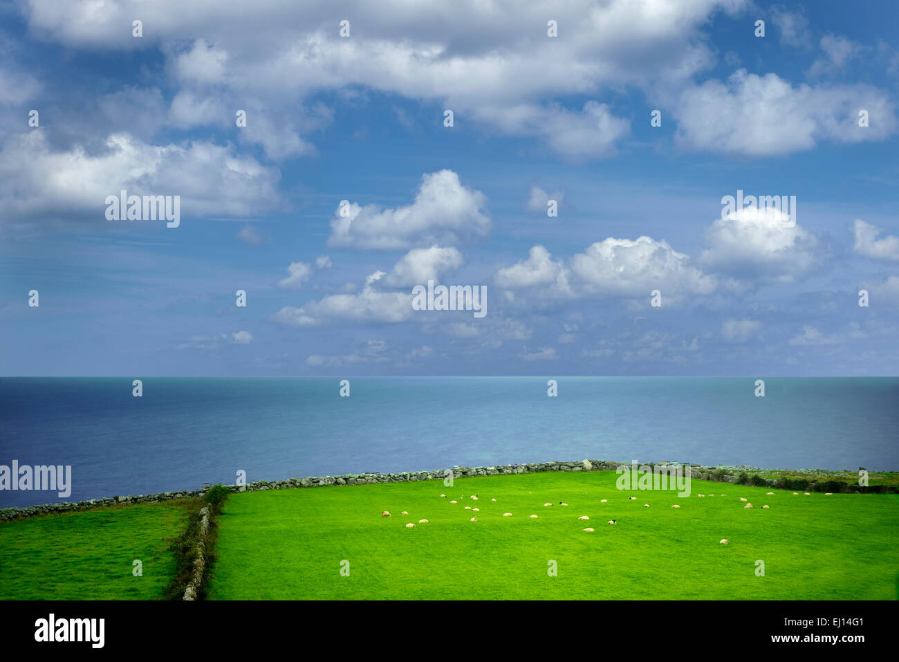 Las ovejas en la pastura con el océano. La Bahía de Galway, Cabeza Negra, el Burren, Irlanda Foto de stock