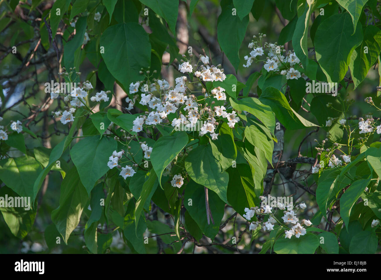 Norte de catalpa (Catalpa speciosa) Foto de stock