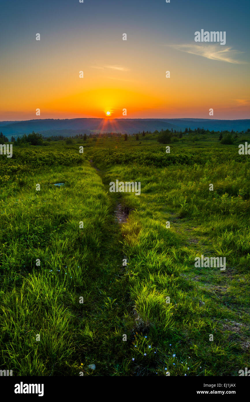 Atardecer en Dolly Sods Desierto, Bosque Nacional Monongahela, West Virginia. Foto de stock