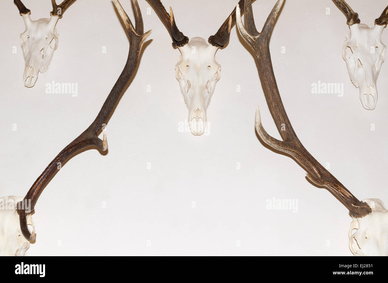 La cornamenta de ciervo trofeos en pared blanca Closeup simétrica Foto de stock