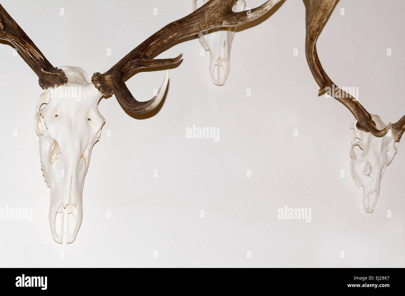 La cornamenta de ciervo trofeos en pared blanca Closeup Foto de stock