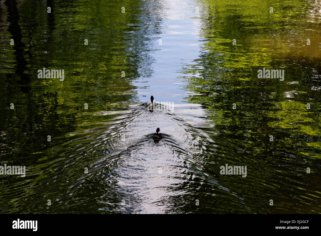 Los patos nadar el canal en Amsterdam, Holanda. Foto de stock