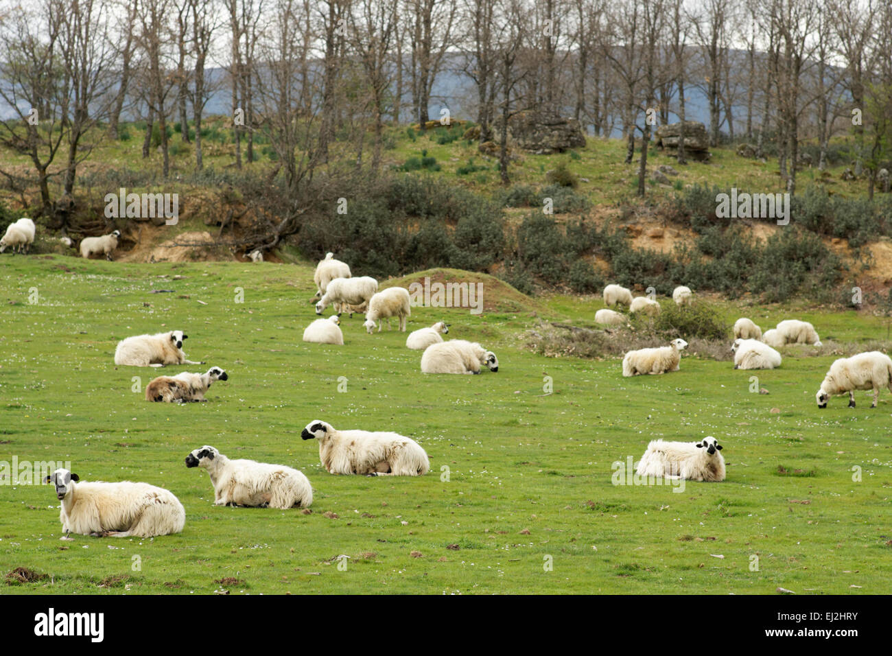 Ovejas en Burgos, España Foto de stock