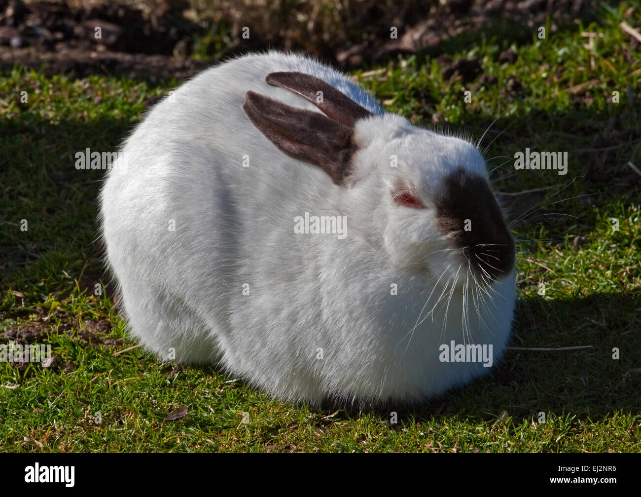 Conejo californiano Foto de stock