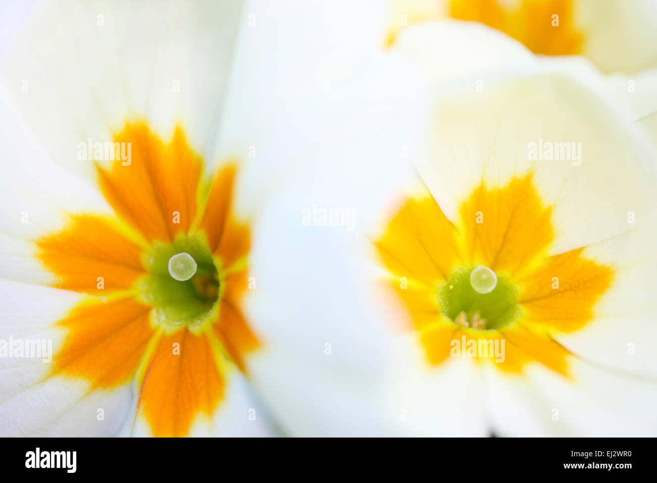 A comienzos de la primavera flor querida inglés primrose Jane Ann Butler Fotografía JABP695 Foto de stock