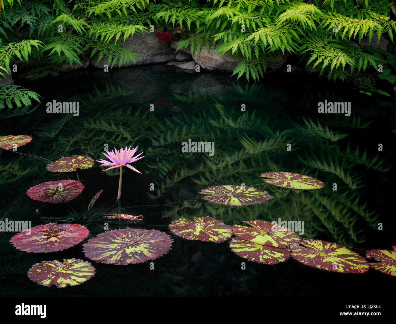 Ninfas en el estanque con la reflexión. Oregon Foto de stock