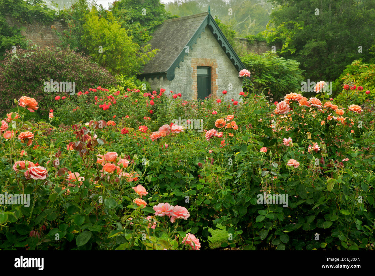 Jardín de rosas y cabaña. Jardines de Domoland Castle, Irlanda Foto de stock