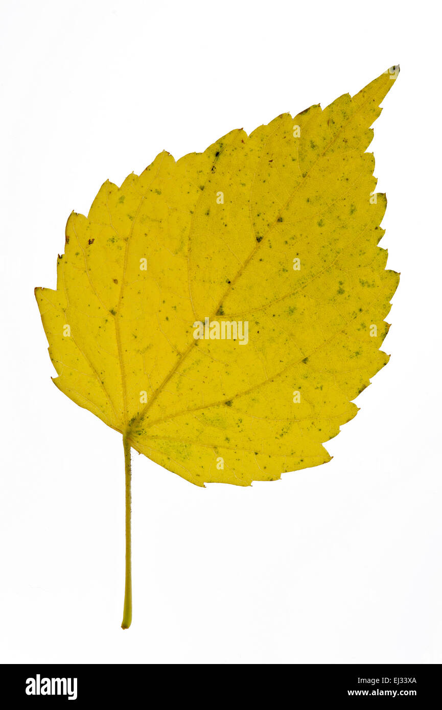 Moro / abedul pubescente / Unión de abedul blanco (Betula pubescens / Betula alba) Hoja de otoño originaria del norte de Europa sobre blanco Foto de stock