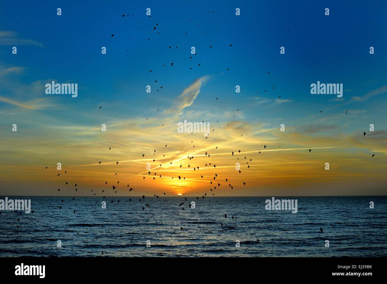 Pájaros estorninos sunset mar Foto de stock