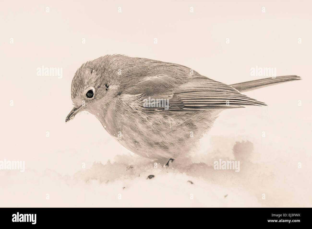 Ligeramente tintada imagen monocroma de robin pájaro en la nieve con duo vintage efecto tono Foto de stock