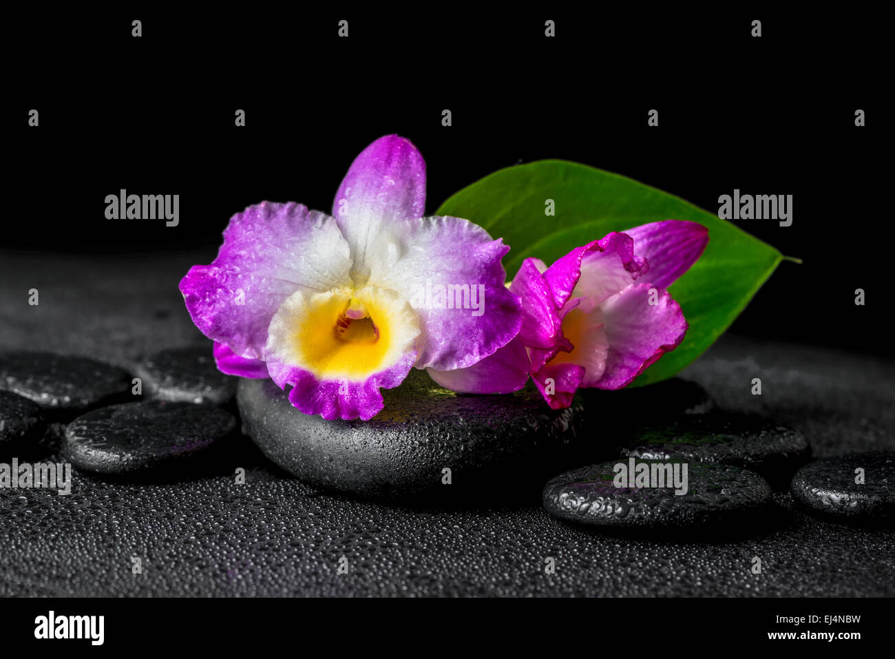 Primer plano de spa con fondo morado orquidea Dendrobium y hoja verde lirio  de agua, caídas de piedras zen negro Fotografía de stock - Alamy