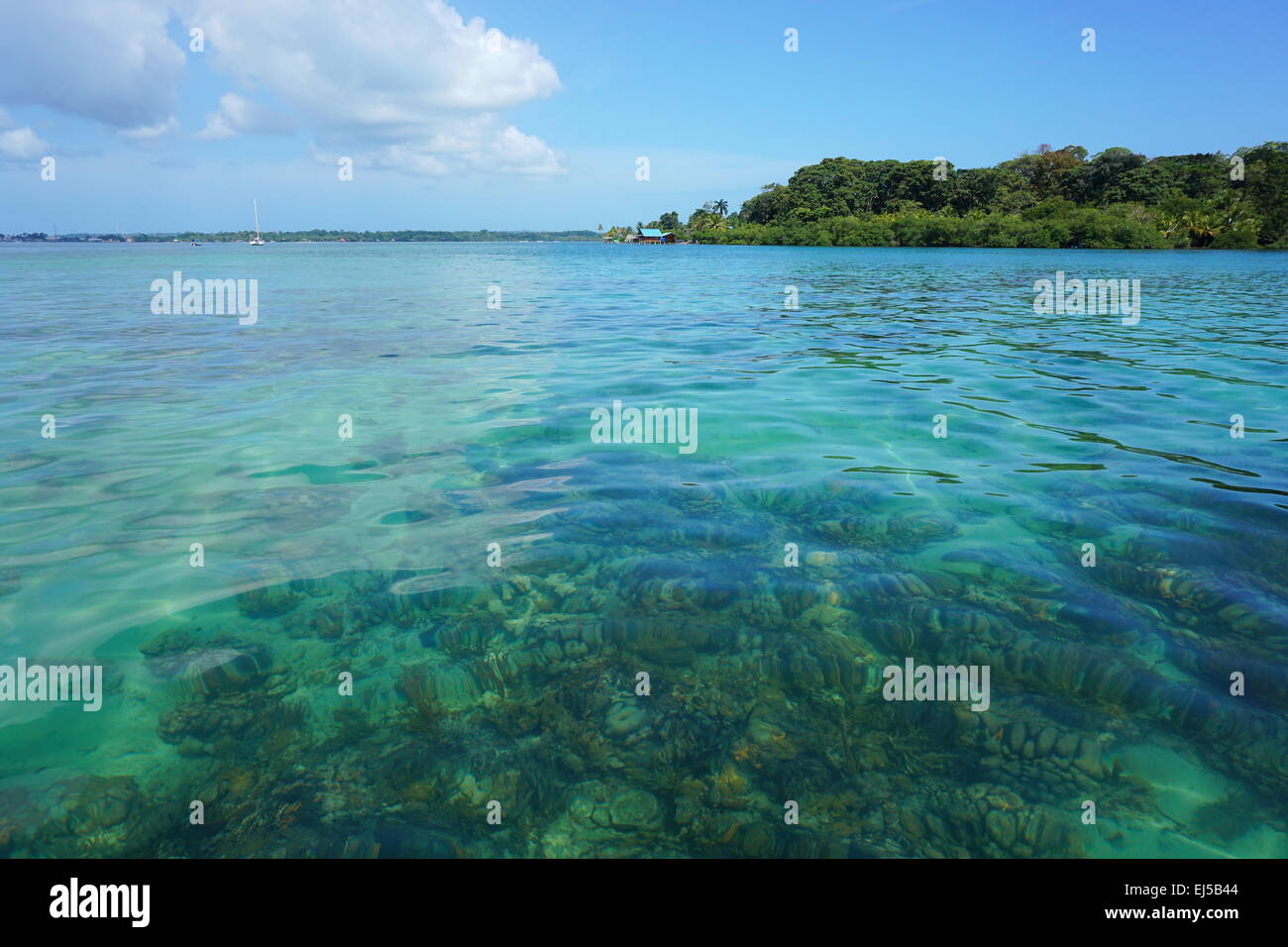 Claro con corales de agua debajo de la superficie del mar y la isla de Solarte en antecedentes, Caribe, Bocas del Toro, Panamá Foto de stock