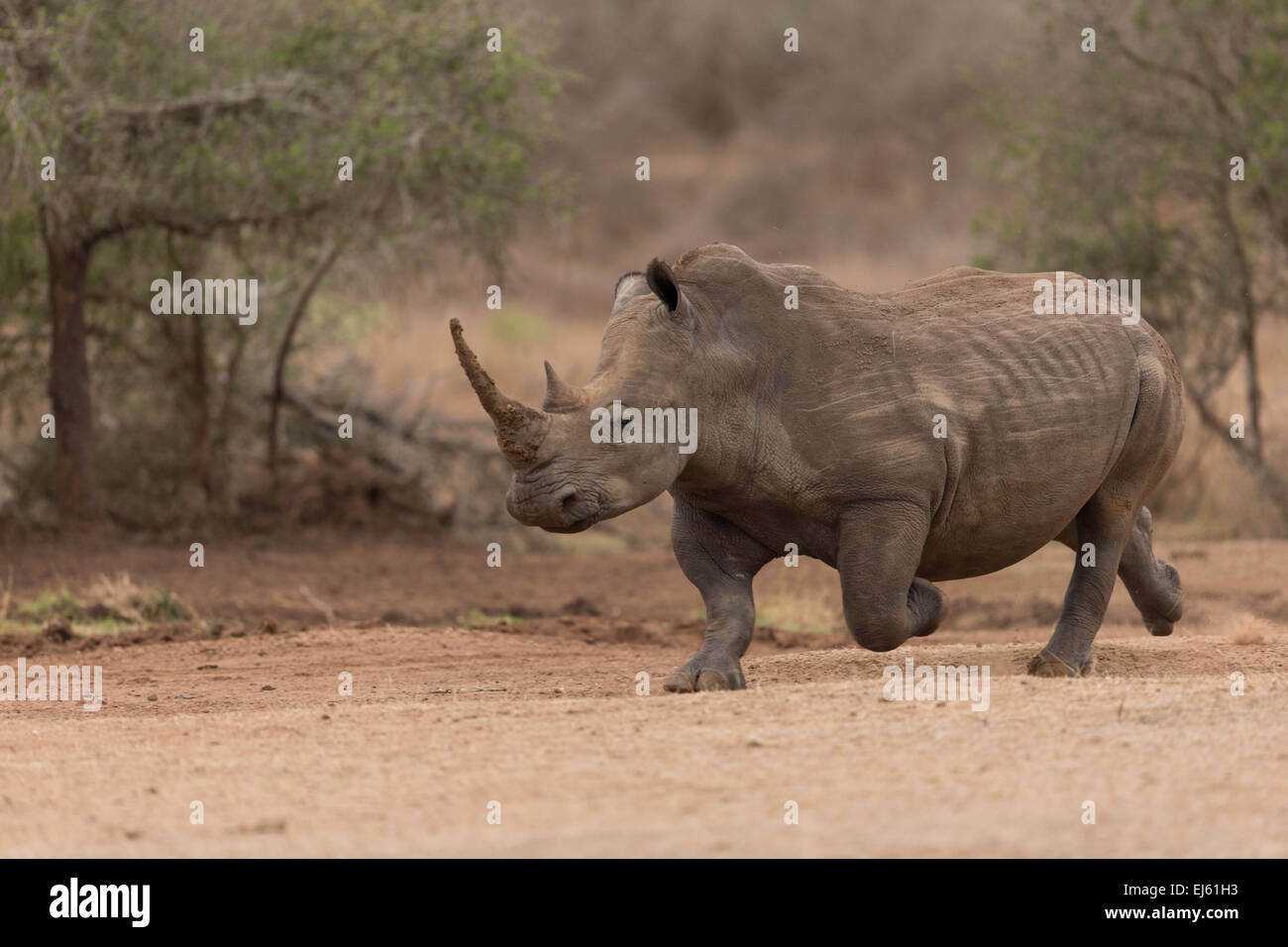 Rhino Hlane game reserve Swazilandia Foto de stock