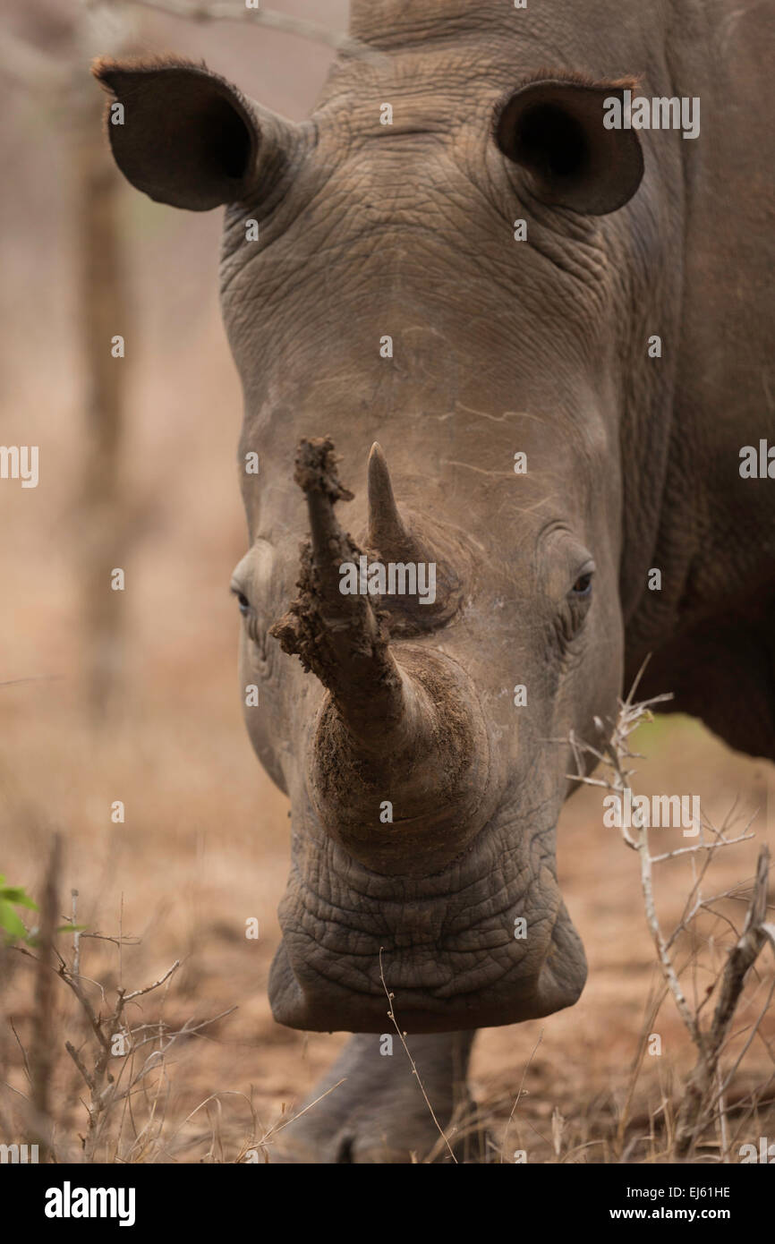 Rhino Hlane game reserve Swazilandia Foto de stock