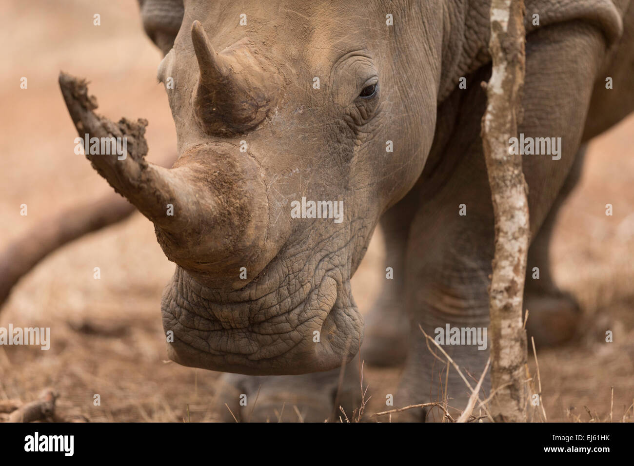 Rhino Hlane game reserve Swazilandia Foto de stock