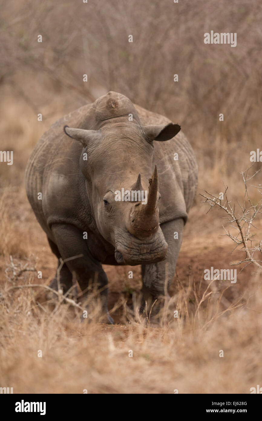 Rhino Hlane game reserve Swazilandia Foto de stock