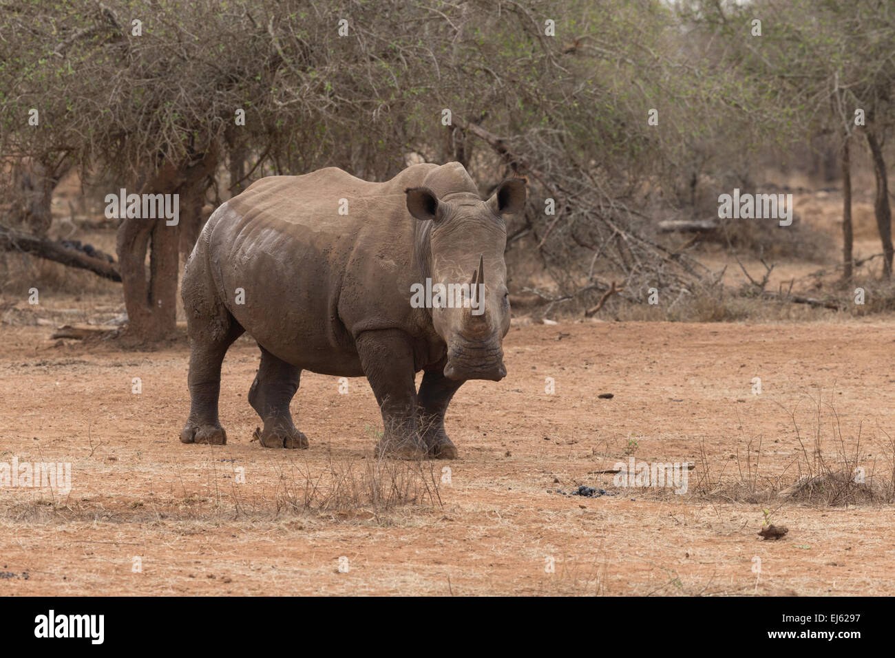 Rhino Hlane game reserve Swazilandia Foto de stock