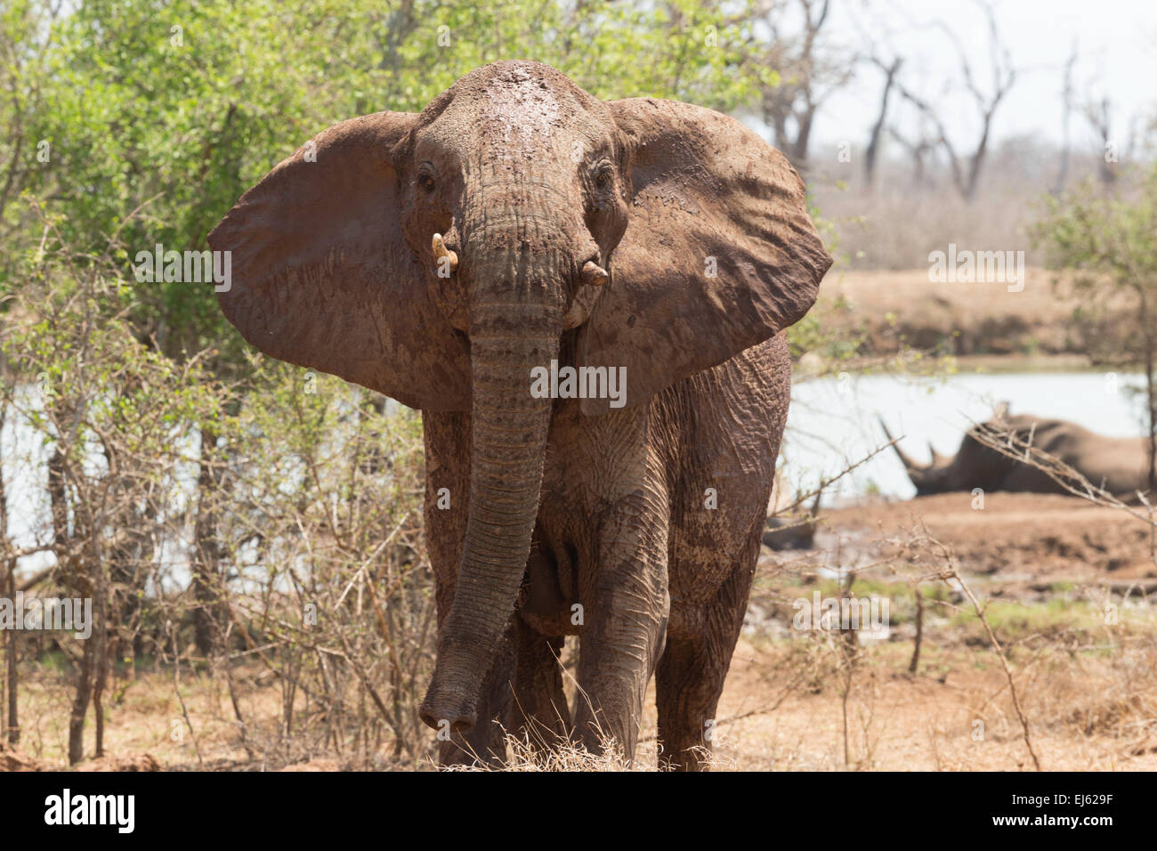 La reserva de caza de Suazilandia Hlane elefante Foto de stock