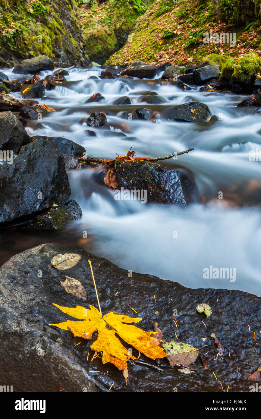 Velo de Novia Creek se derrumba de hojas caídas de otoño en el Río Columbia Gorge National Scenic Area, Oregón, Estados Unidos. Foto de stock