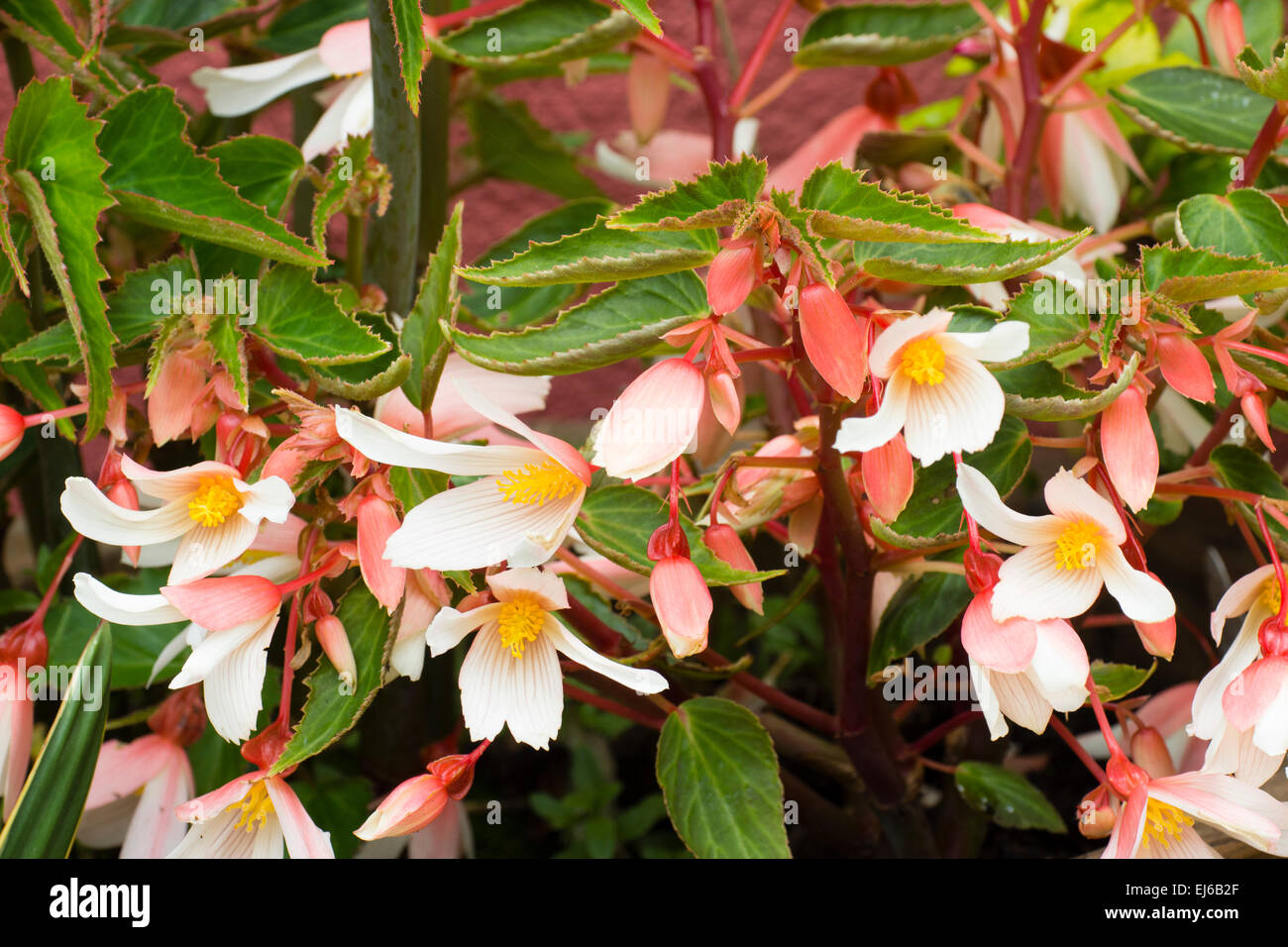 El melocotón y flores blancas de la licitación, trailing perenne, Begonia 'Million besos elegancia' Foto de stock