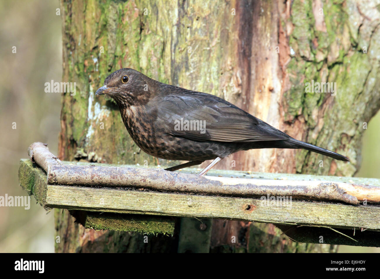 Un pájaro en el Zorzal familia destaca por su canción de jardín arbolado y seto Foto de stock
