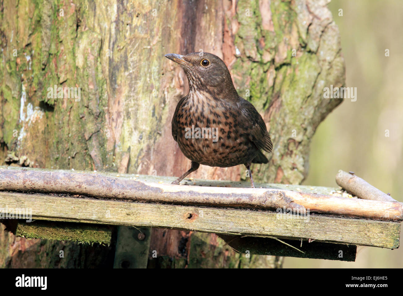Mirlo Turdus merula un pájaro en el Zorzal familia destaca por su canción de jardín arbolado y seto Foto de stock