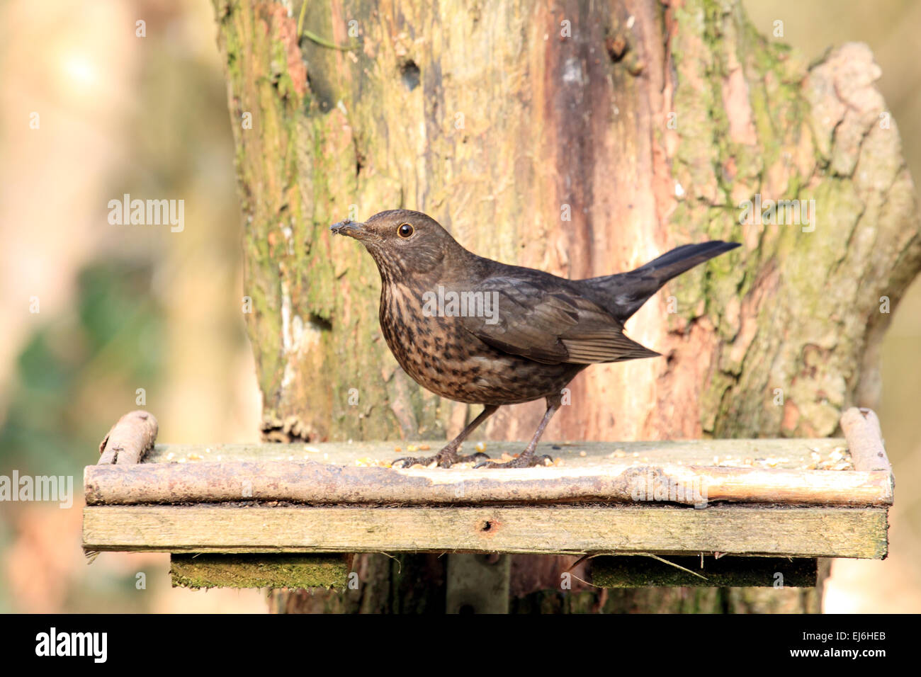 Mirlo Turdus merula un pájaro en el Zorzal familia destaca por su canción de jardín arbolado y seto Foto de stock