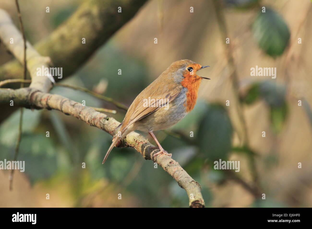 Petirrojo Erithacus rubecula insectívora paseriformes songbird de seto y jardín Foto de stock