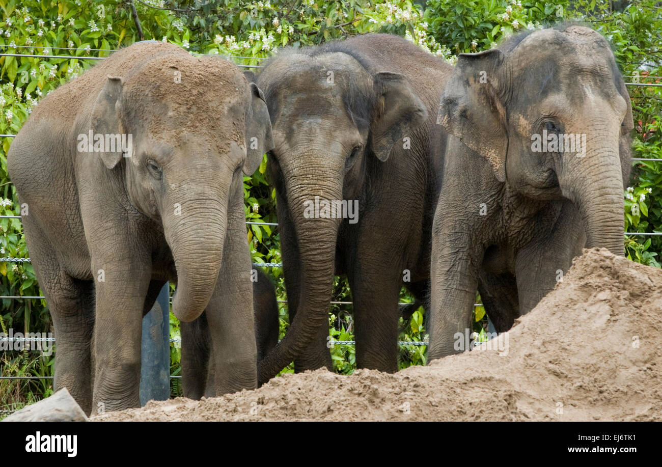 Mujeres elefantes asiáticos en el zoológico de Melbourne. num oi (l), dokkoon, mek kapah (r). Foto de stock