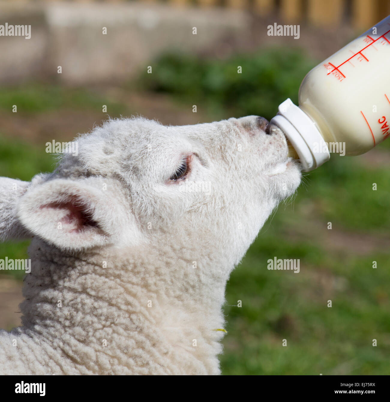 Cordero de primavera alimentación desde una botella de leche Foto de stock