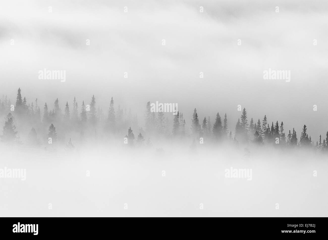 Los árboles en la niebla matutina, Engerdalsfjellet, Noruega Foto de stock