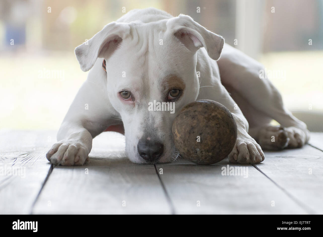Cara de pitbull toro fotografías e imágenes de alta resolución Alamy